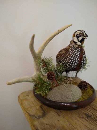Montezuma Quail