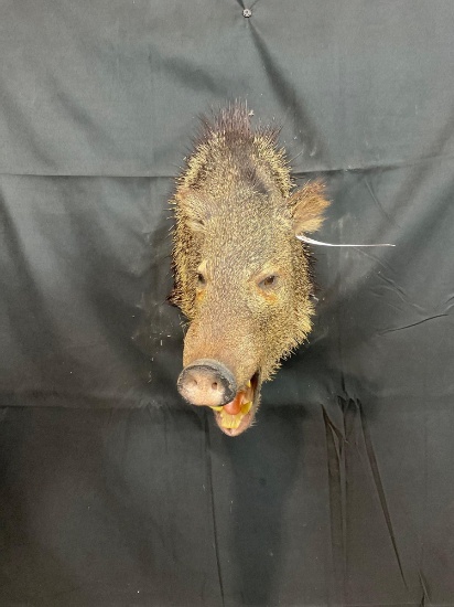 Javelina