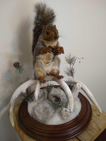 Gray Squirrel