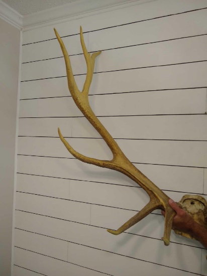 6x6 Elk Rack with Skull Plate