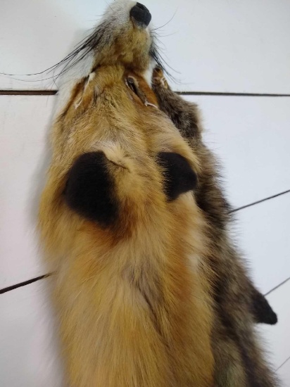 Fox & Fisher Pelts