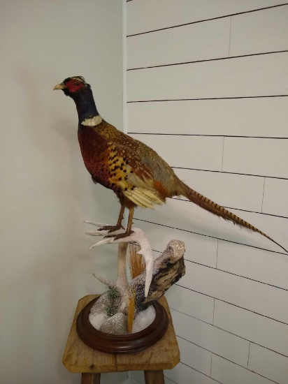Pheasant