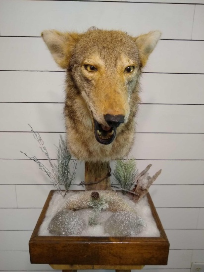 Coyote
