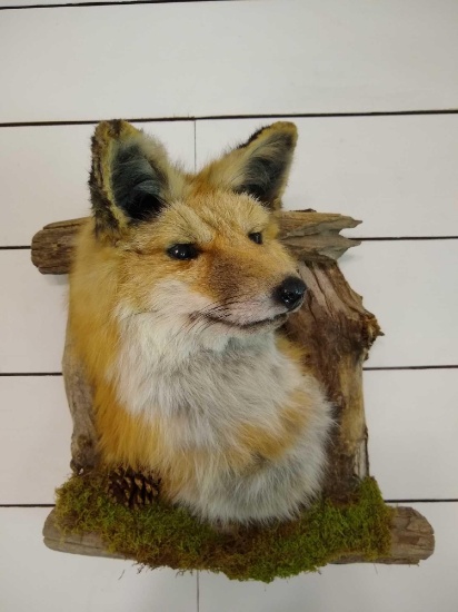 Red Fox