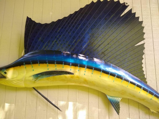 Sailfish