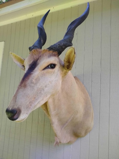 Eland