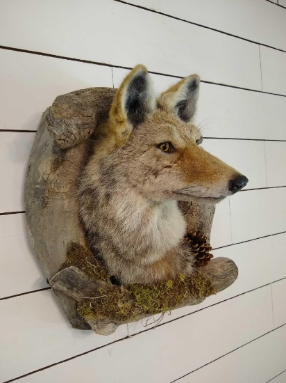 Coyote
