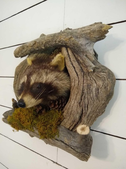 Raccoon