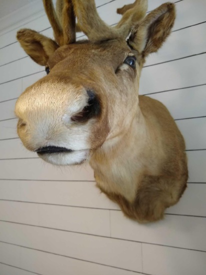 Caribou