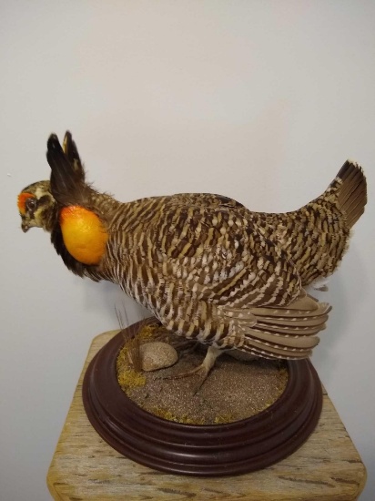 Greater Prairie Chicken