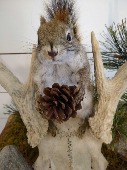 Pine Squirrel