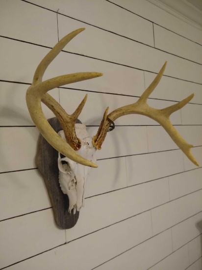 Euro Whitetail