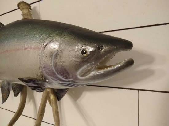 Salmon