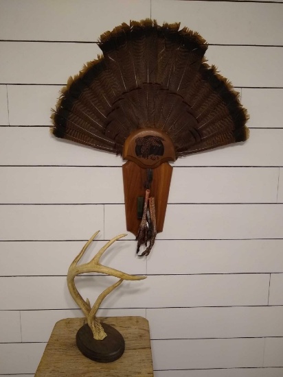 Turkey Fan & 2nd Single Antler Shed