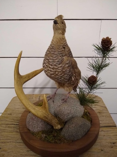 Scaled Quail