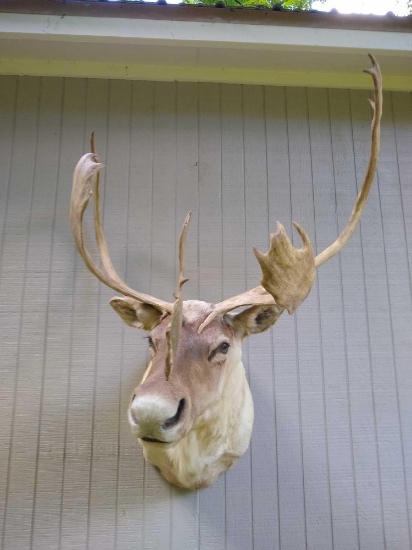 Caribou