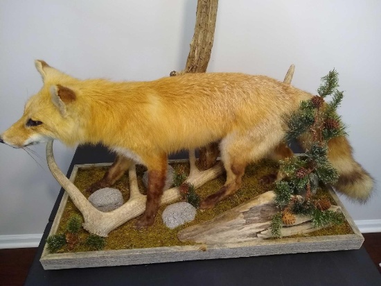 Red Fox