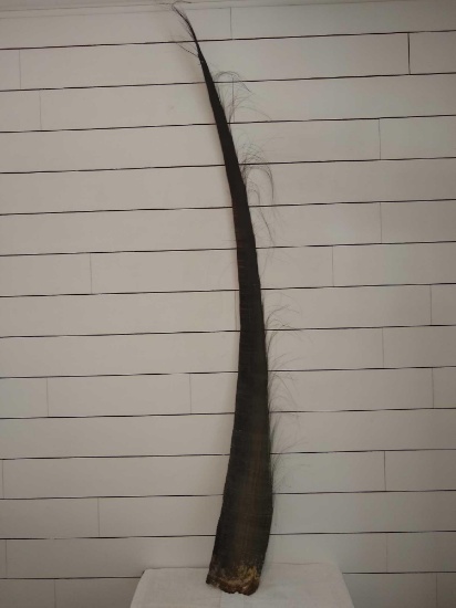 Whale Baleen