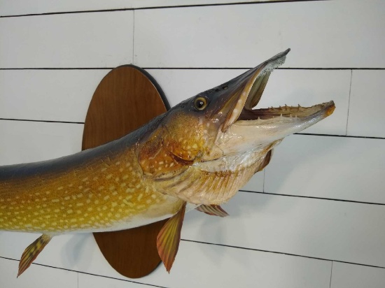 Northern Pike