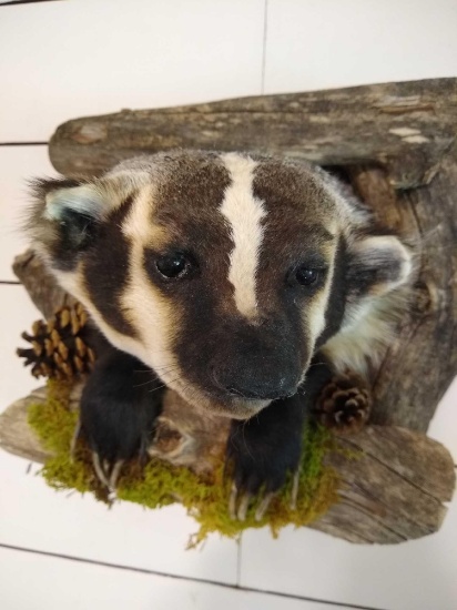 Badger