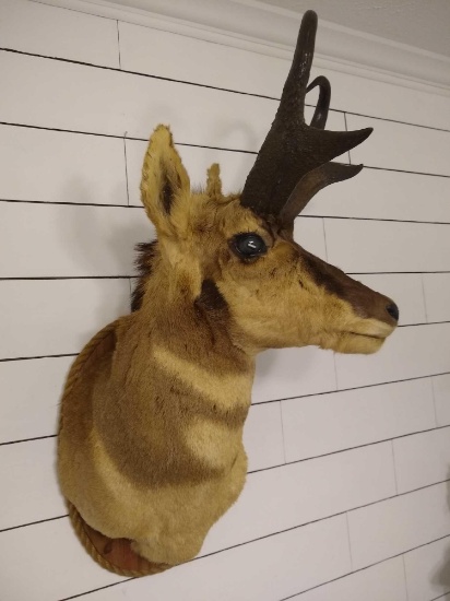 Pronghorn Antelope