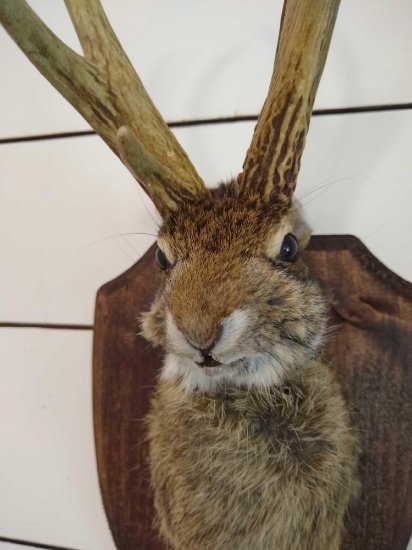Jackalope
