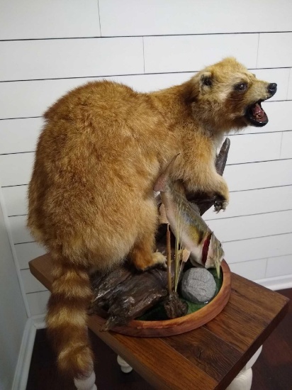 Raccoon