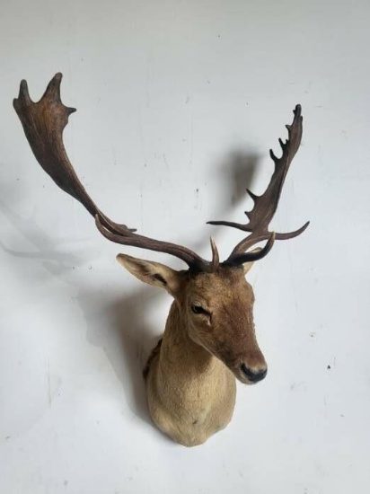 CHOCOLATE FALLOW DEER TAXIDERMY SHOULDER MOUNT