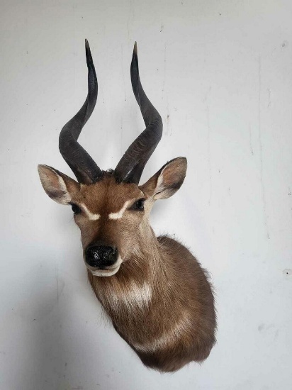 BUSHBUCK TAXIDERMY SHOULDER MOUNT