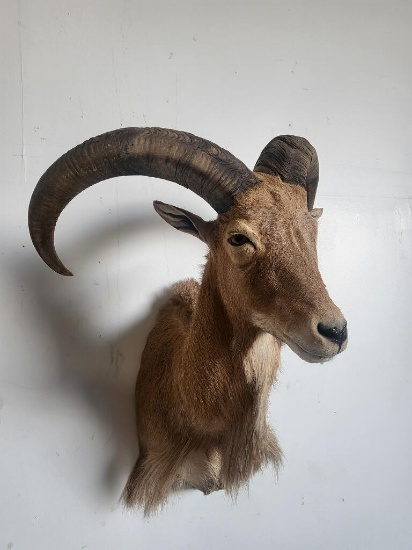 AOUDAD TAXIDERMY SHOULDER MOUNT