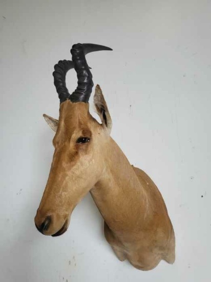 HARTEBEEST TAXIDERMY SHOULDER MOUNT