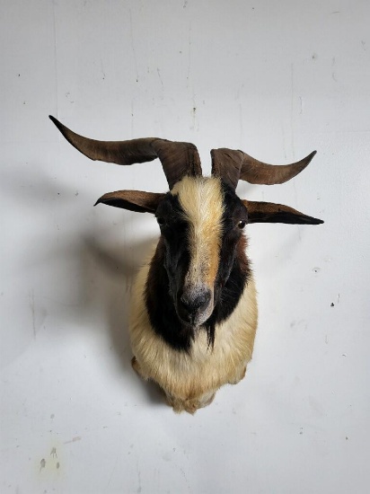 SPANISH GOAT TAXIDERMY SHOULDER MOUNT