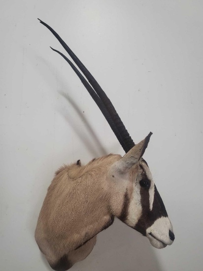 GEMSBOK TAXIDERMY SHOULDER MOUNT