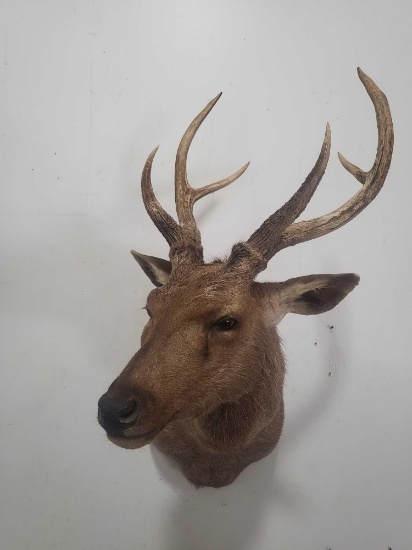 SAMBAR DEER TAXIDERMY SHOULDER MOUNT