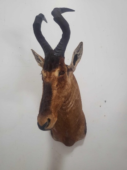 HARTEBEEST TAXIDERMY SHOULDER MOUNT