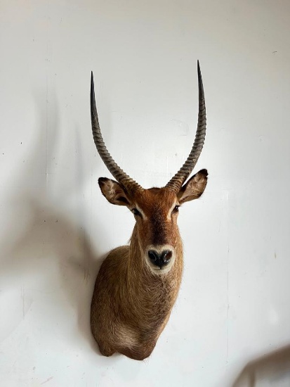 WATERBUCK TAXIDERMY SHOULDER MOUNT