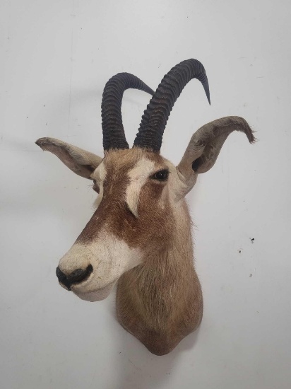 ROAN ANTELOPE TAXIDERMY SHOULDER MOUNT