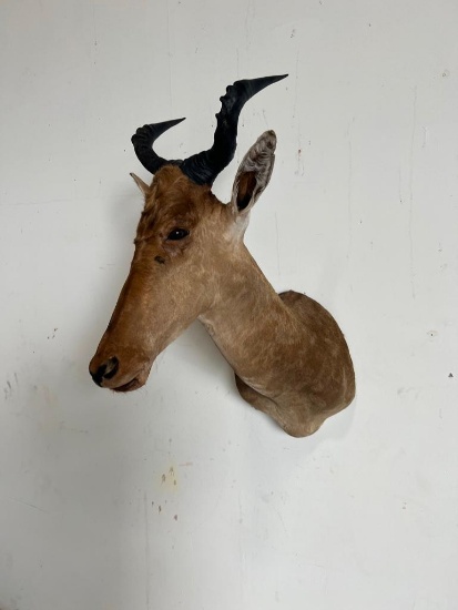 HARTEBEEST TAXIDERMY SHOULDER MOUNT
