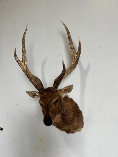 SIKA DEER TAXIDERMY SHOULDER MOUNT