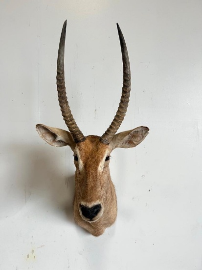 WATERBUCK TAXIDERMY SHOULDER MOUNT