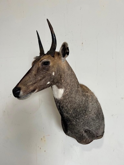 NILGAI TAXIDERMY SHOULDER MOUNT