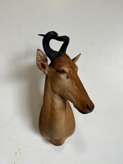 HARTEBEEST TAXIDERMY SHOULDER MOUNT