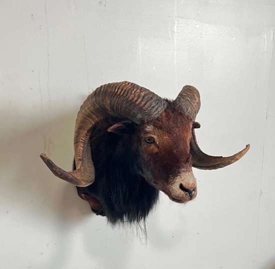 CORSICAN RAM TAXIDERMY SHOULDER MOUNT