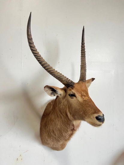 WATERBUCK TAXIDERMY SHOULDER MOUNT