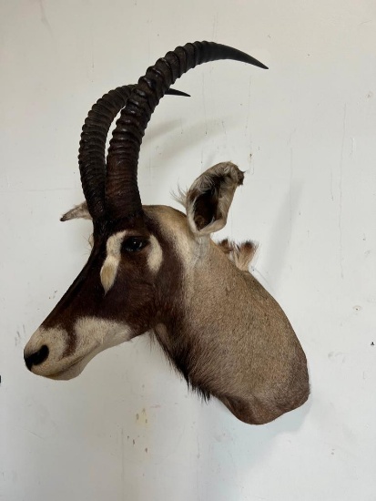 ROAN ANTELOPE TAXIDERMY SHOULDER MOUNT