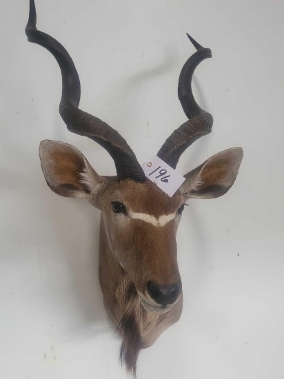 GREATER KUDU TAXIDERMY SHOULDER MOUNT