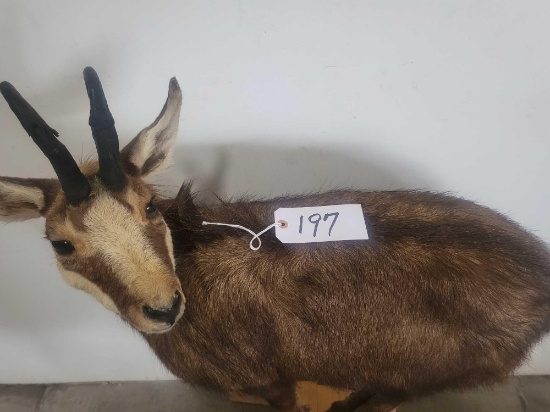 CHAMOIS LIFESIZE TAXIDERMY MOUNT