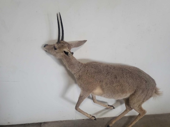 TAXIDERMY GREY RHEBOK LIFE SIZE MOUNT