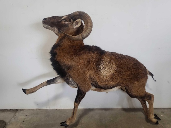MOUFLON SHEEP LIFE SIZE TAXIDERMY MOUNT