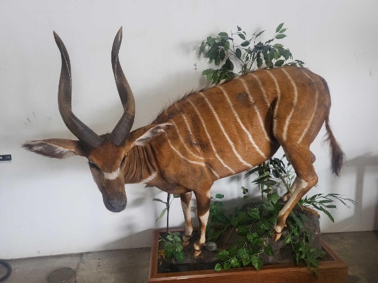 RARE - BONGO LIFE SIZE TAXIDERMY MOUNT